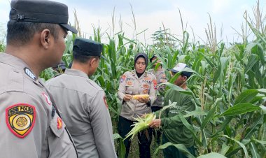 Tim-Monitoring-Program-Ketahanan-Pangan-Polresta-Sidoarjo-Tinjau-Optimalisasi-Pengelolahan-Lahan-Bergizi-di-Balongbendo